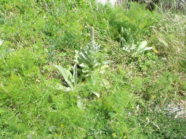 Da determinare - Verbascum sp